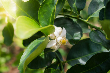 Lime flowers, lemon blossom on tree among green leaves, on bright sunlight, on blurred background.