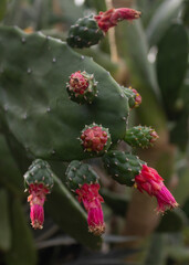 Cactus plants with pink flowers