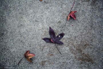 Colorful fall leaves that fell to the ground. 