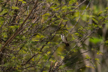 Colibrí cola hendida (Doricha eliza), hembra, en vegetación de duna costera; especie endémica de la Penínula de Yucatán, México..