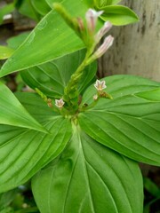 Spigelia Anthelmia (Wormgrass, Pinkroot, West Indian Pinkroot) with a natural background. Pinkroot is a common name for plants in this genus.