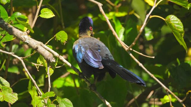 Purple-crested turaco preens iridescent feathers in mulberry tree on sunny day