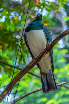 Kereru at Kiwi birdlife park in Queenstown, New Zealand