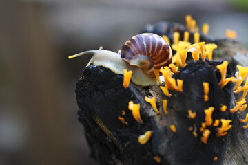 Helix pomatia, a species of land snail. Big snail in shell crawling on wooden branches, summer day in garden.