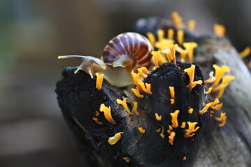 Helix pomatia, a species of land snail. Big snail in shell crawling on wooden branches, summer day in garden.