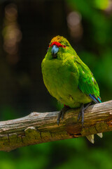Yellow-Crowned Kakariki at Kiwi birdlife park in Queenstown, New Zealand