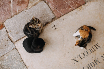 pretty cat in old Kotor 