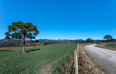Fototapeta na wymiar Paisagem rural com campo e estrada de terra