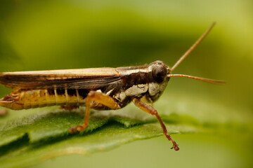 Macrophotography of insects on green leaves and flowers