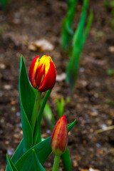 red and yellow tulip close up
