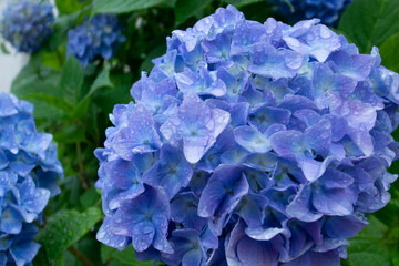 雨上がりの紫陽花