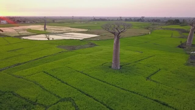 Flying around baobabs in Madagascar - aerial view of farm lands