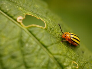 Macrophotography of insects on green leaves and flowers