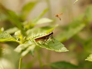 Macrophotography of insects on green leaves and flowers