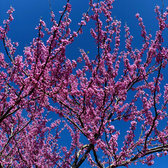 cherry tree blossom in spring