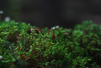 green moss on the ground