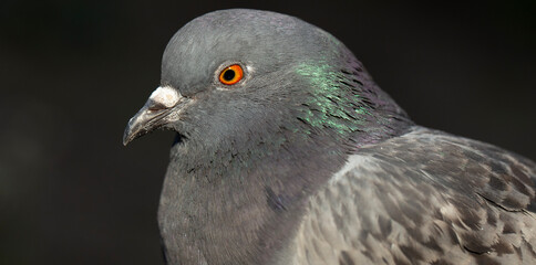 Rock dove, or common pigeon, is a member of the bird Columbidae. A young male bird. Ornithological portrait.