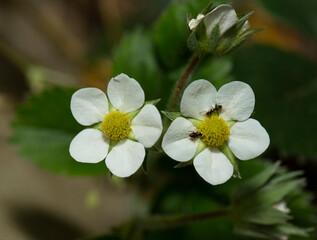 Strawberry flowers in spring near the surface of the earth. Black garden ant.