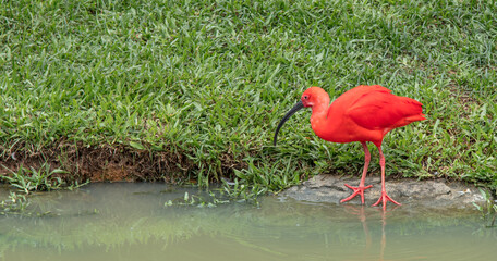 Ave Guará na beira do lago (Eudocimus ruber)