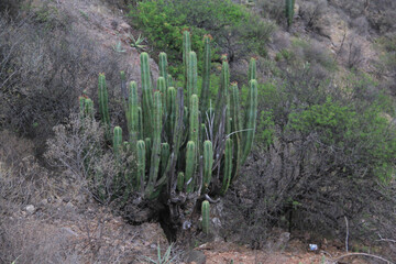 variedad de vegetación y flora desértica en Zimapán Hidalgo México  © Arlette