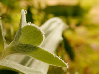 Dew drops over leaves and flowers