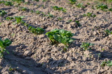 beds of growing young potatoes in the garden green plant in soil