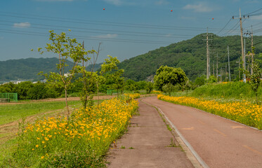 Fototapeta na wymiar Beautiful yellow flowers line bike path.