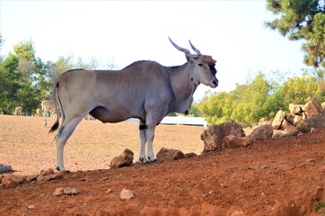 Naklejka na ściany i meble Cap Eland bull Taurotragus oryx profile view 
