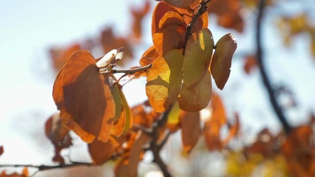 Orange, yellow and brown mopane tree leaves shake in autumn wind against pale blue sky