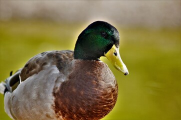 Mallard duck (Anas platyrhynchos) looking down, river background