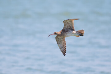 Whimbrel bird flying