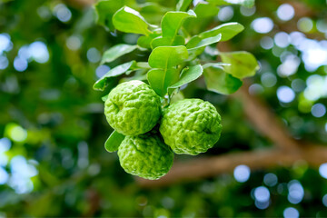 Three bergamot fruits on bergamot tree with light bokeh background