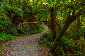 Rain forest at the Catlins region of New Zealand
