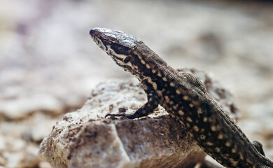 Common wall lizard basking on hot rocks. Podarcis muralis sunbathing on a small stone. Close up, side view.