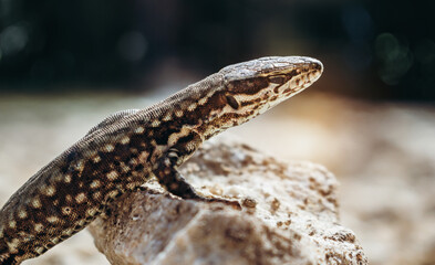 Common wall lizard basking on hot rocks. Podarcis muralis sunbathing on a small stone. Close up, side view.