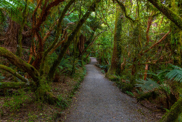 Rain forest at the Catlins region of New Zealand