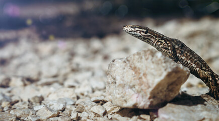 Common wall lizard basking on hot rocks. Podarcis muralis sunbathing on a small stone. Close up, side view.