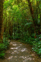 Rain forest at the Catlins region of New Zealand