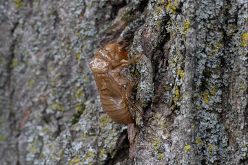 Cicada Husk on Tree Trunk