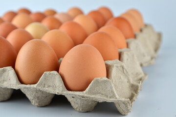 Chicken eggs in the egg tray isolated on the white background. 