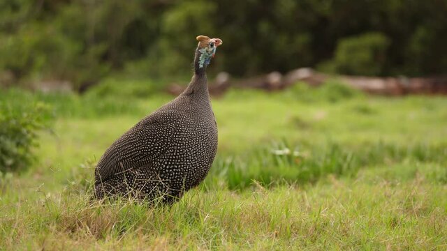 Helmeted Guineafowl makes loud, harsh call in green grassy field - close up