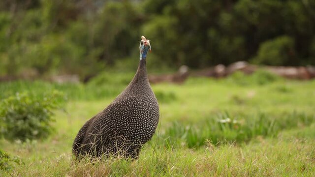 Helmeted Guineafowl on grass calls loudly with audio
