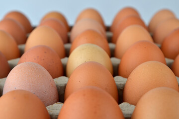 Chicken eggs in the egg tray isolated on the white background. Closeup View.