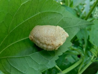 Close up the egg of grasshopper with a natural background