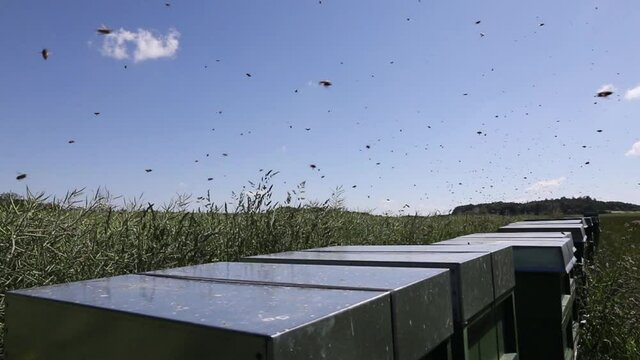 bees and flowers, environment, protection, diversity