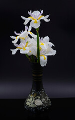 white flowers of the Butterfly Iris in a vase 
