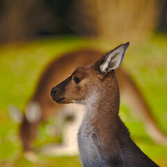 A kangaroo in Western Australia - square