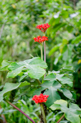 colorful flowers of the Peruvian jungle
