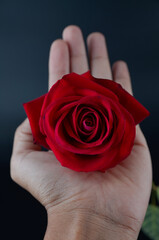 Hand holding red rose isolated on black background.