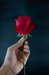 Hand holding red rose isolated on black background.